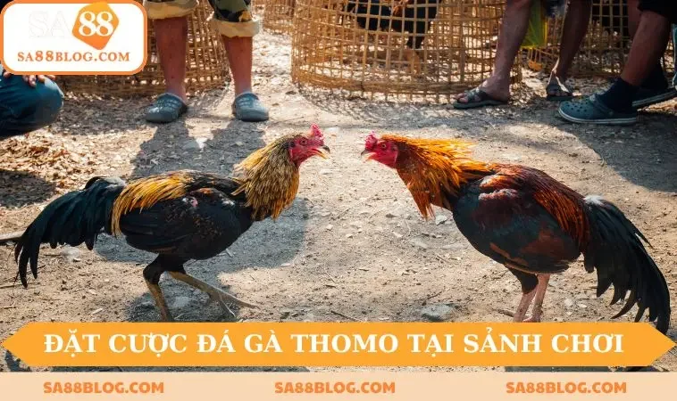 Đặt cược đá gà Thomo tại sảnh chơi