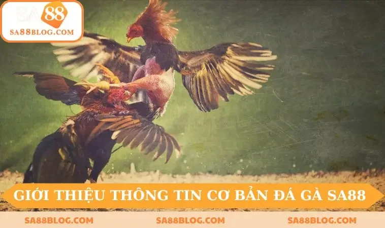 Giới thiệu thông tin cơ bản về sảnh đá gà SA88